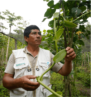 C.P de vainilla y plantas nativas