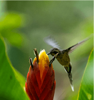 Jardín de Colibríes - Las Heliconias